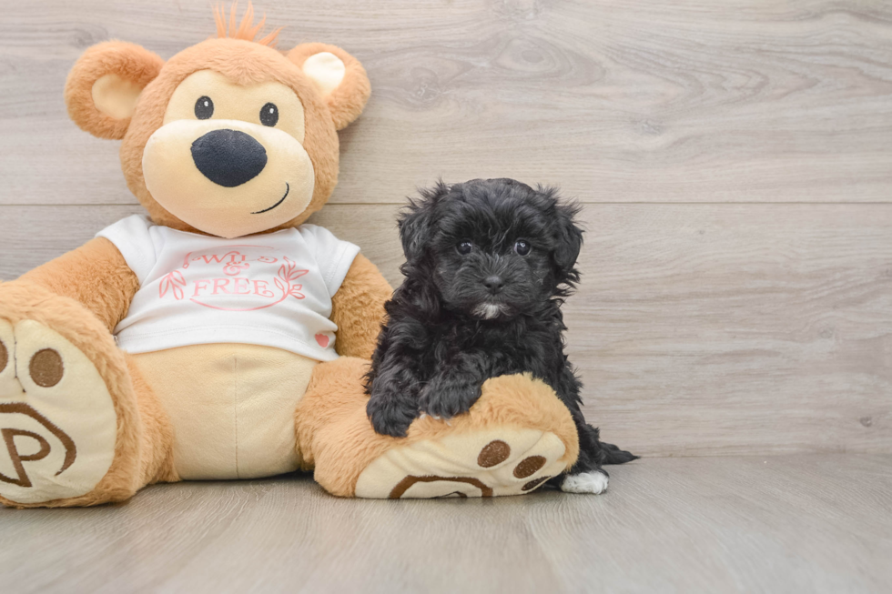 Fluffy Maltipoo Poodle Mix Pup
