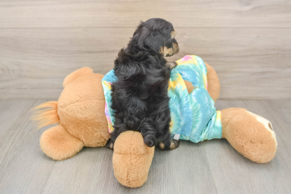 Little Malt Oodle Poodle Mix Puppy