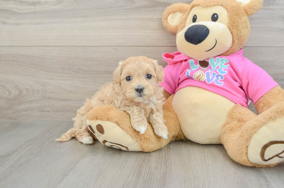 6 week old Maltipoo Puppy For Sale - Windy City Pups