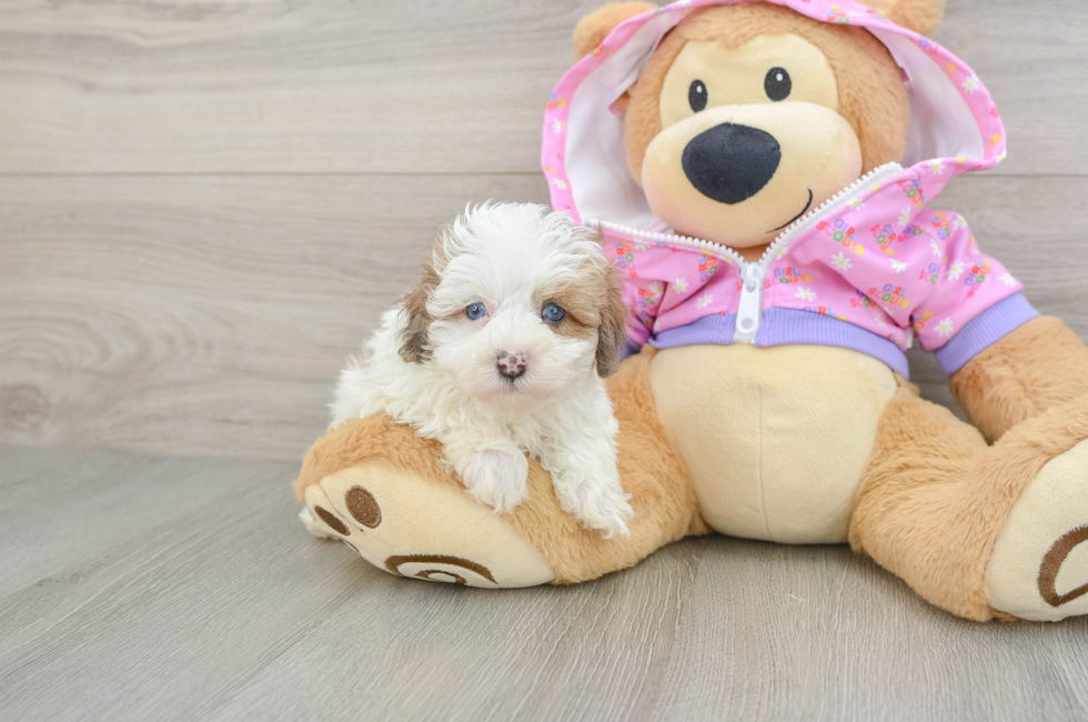 6 week old Maltipoo Puppy For Sale - Windy City Pups