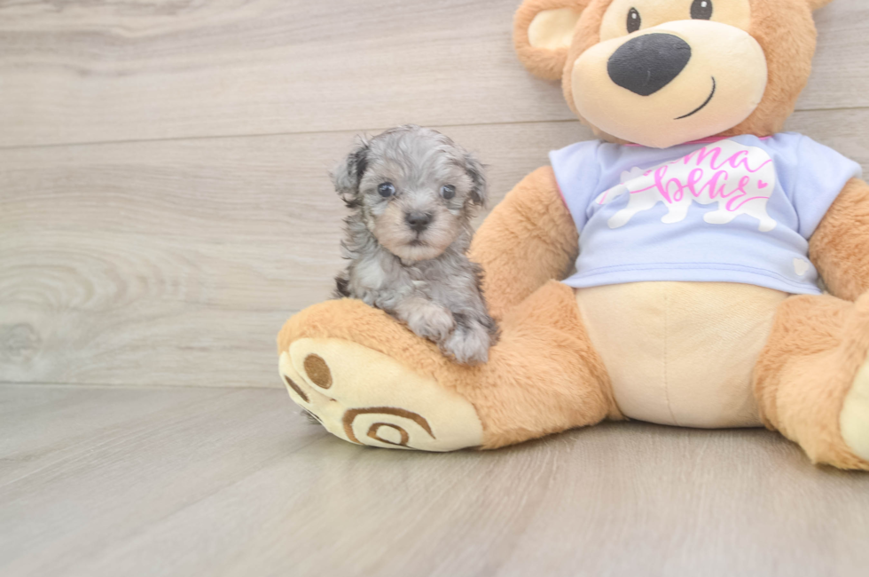 5 week old Maltipoo Puppy For Sale - Windy City Pups