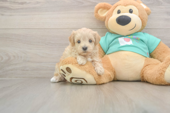 5 week old Maltipoo Puppy For Sale - Windy City Pups Best Maltipoo Baby