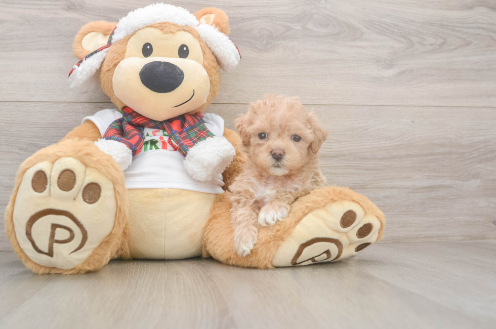 5 week old Maltipoo Puppy For Sale - Windy City Pups