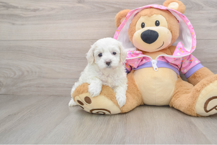 Popular Maltipoo Poodle Mix Pup