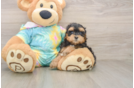 Maltipoo Puppy for Adoption
