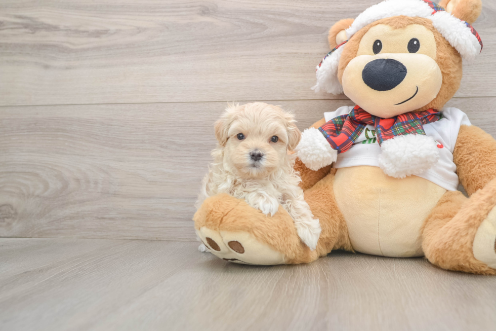 Funny Maltipoo Poodle Mix Pup