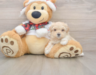 6 week old Maltipoo Puppy For Sale - Windy City Pups