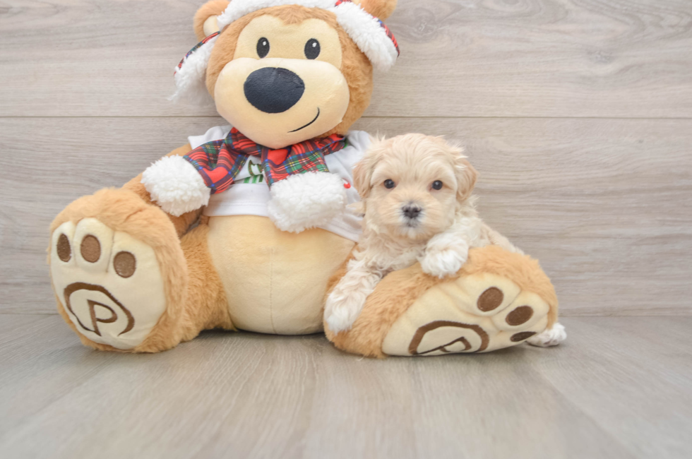 5 week old Maltipoo Puppy For Sale - Windy City Pups