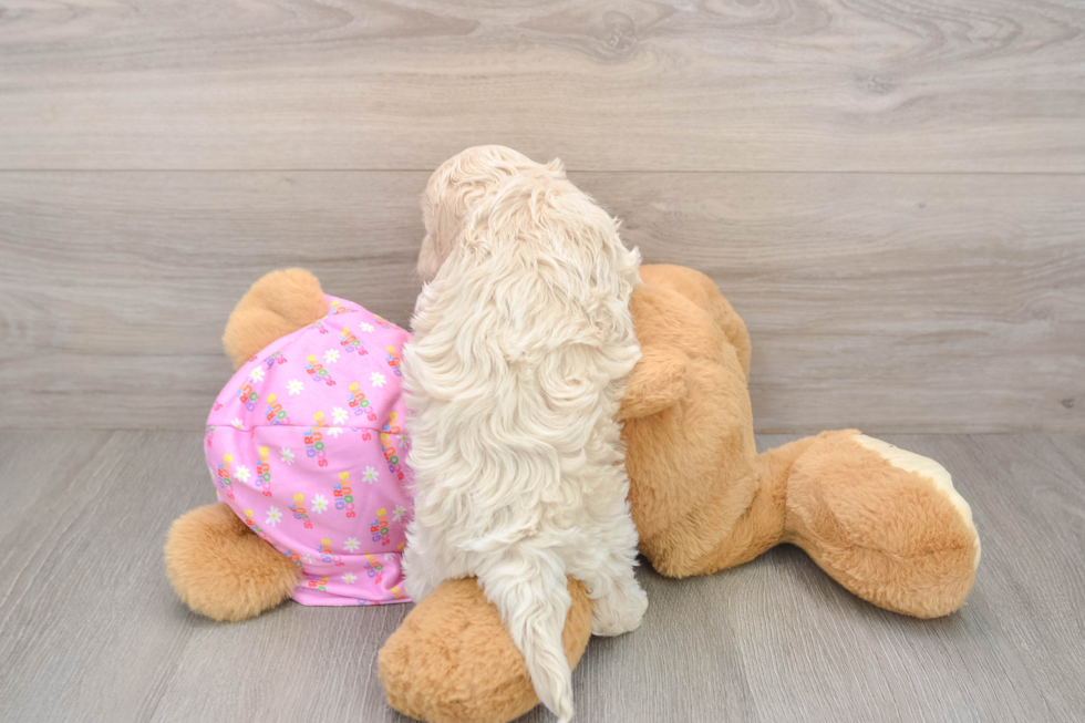 Funny Maltipoo Poodle Mix Pup