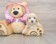 9 week old Maltipoo Puppy For Sale - Windy City Pups