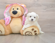 7 week old Maltipoo Puppy For Sale - Windy City Pups