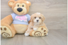Maltipoo Puppy for Adoption