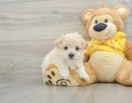 7 week old Maltipoo Puppy For Sale - Windy City Pups