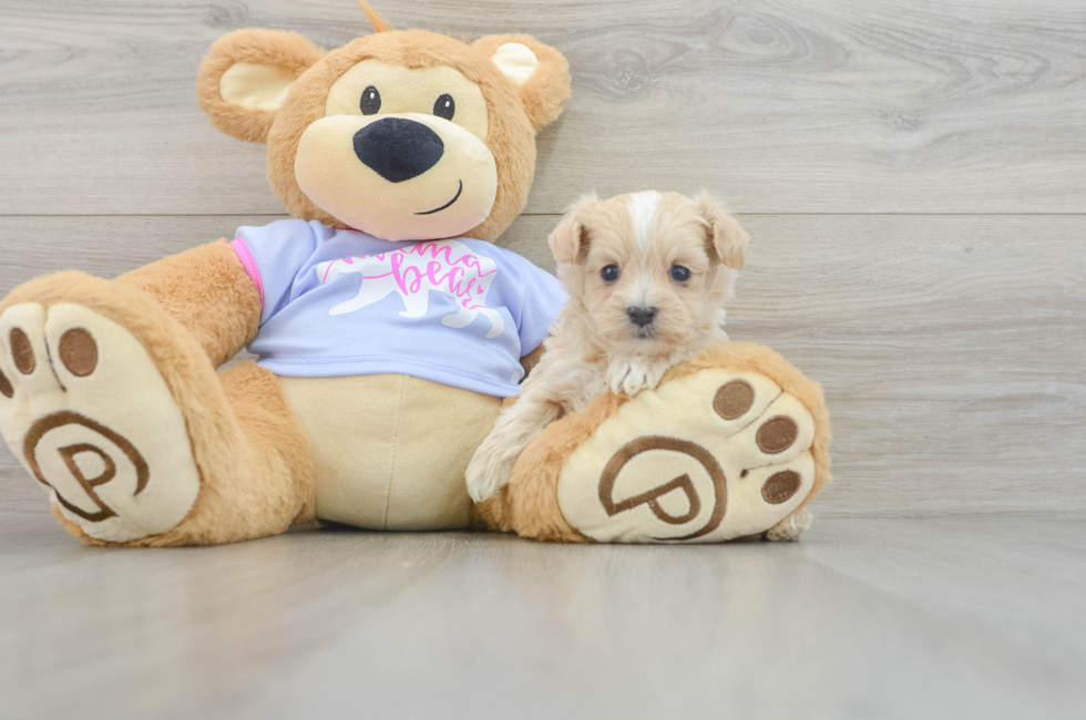 5 week old Maltipoo Puppy For Sale - Windy City Pups