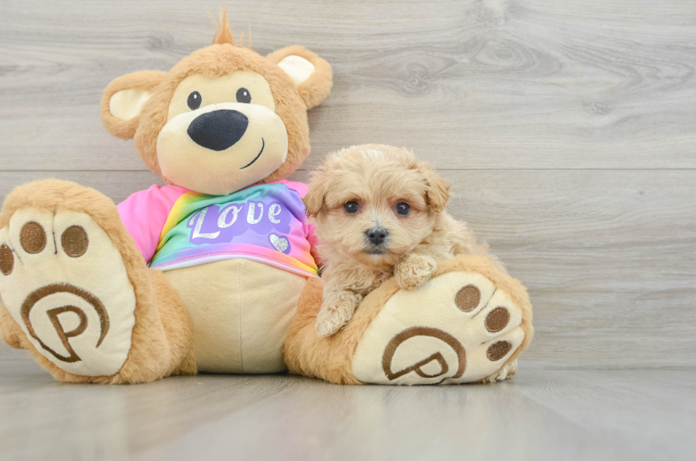 8 week old Maltipoo Puppy For Sale - Windy City Pups