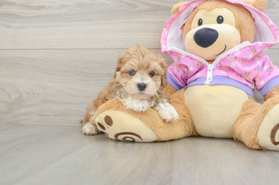 6 week old Maltipoo Puppy For Sale - Windy City Pups