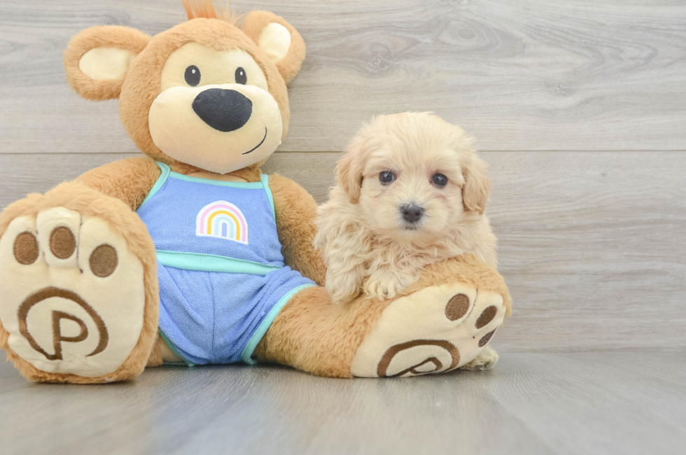 6 week old Maltipoo Puppy For Sale - Windy City Pups