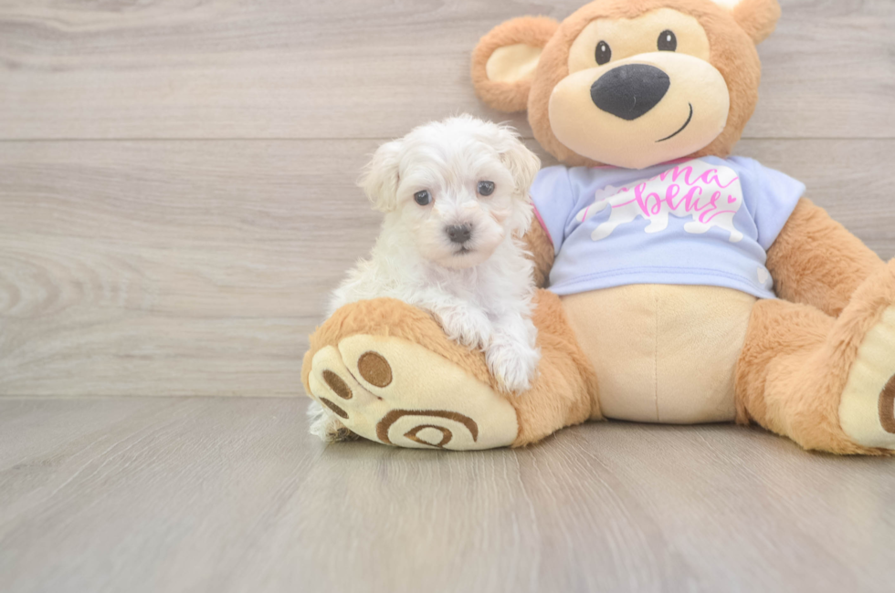 5 week old Maltipoo Puppy For Sale - Windy City Pups