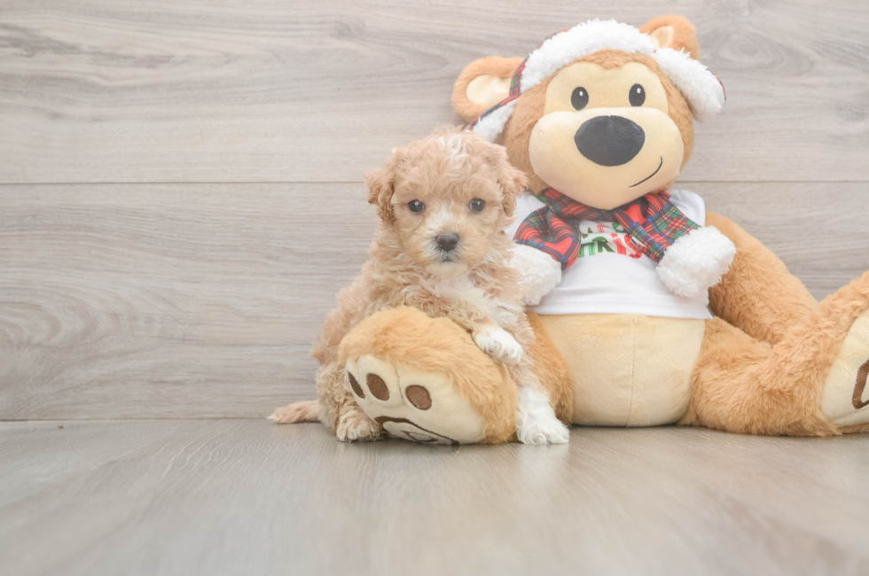 5 week old Maltipoo Puppy For Sale - Windy City Pups