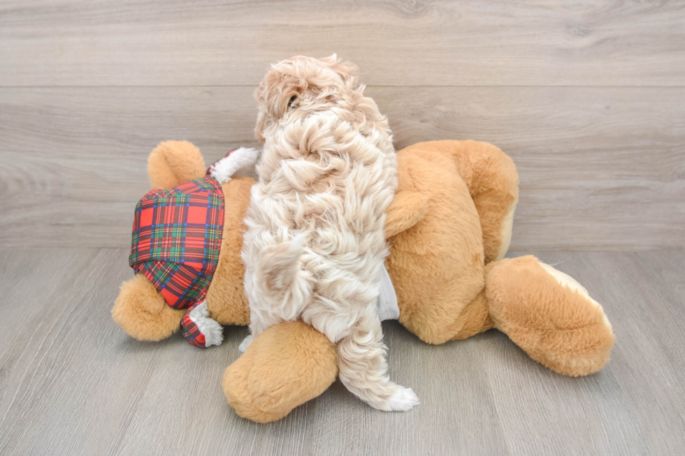 Petite Maltipoo Poodle Mix Pup