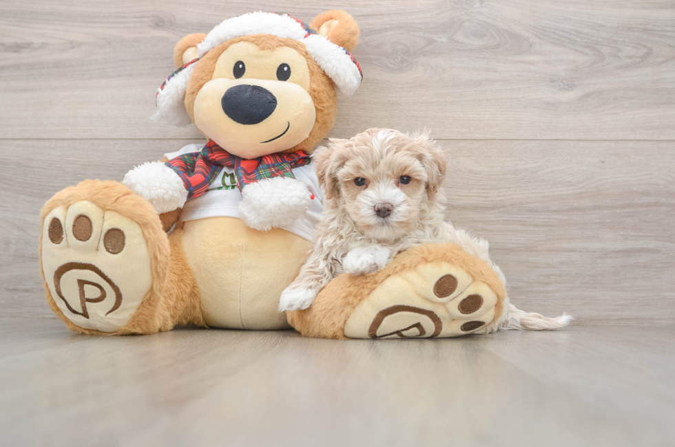 5 week old Maltipoo Puppy For Sale - Windy City Pups