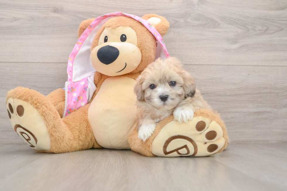 Maltipoo Puppy for Adoption