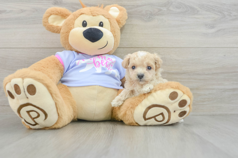 5 week old Maltipoo Puppy For Sale - Windy City Pups