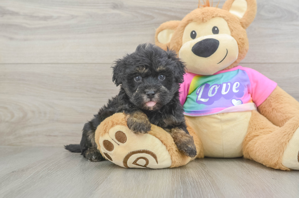 5 week old Maltipoo Puppy For Sale - Windy City Pups