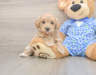 8 week old Maltipoo Puppy For Sale - Windy City Pups