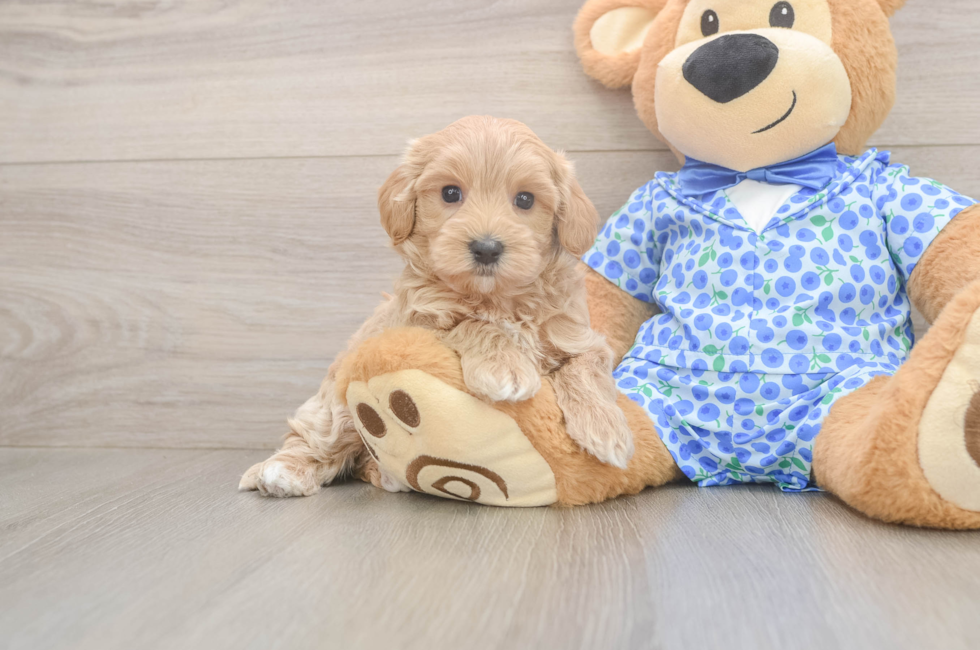 6 week old Maltipoo Puppy For Sale - Windy City Pups