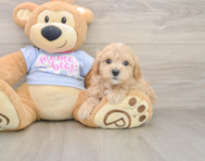 9 week old Maltipoo Puppy For Sale - Windy City Pups