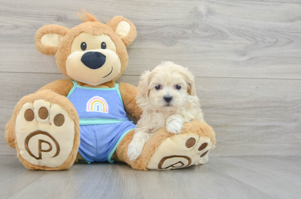 6 week old Maltipoo Puppy For Sale - Windy City Pups