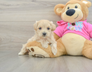 8 week old Maltipoo Puppy For Sale - Windy City Pups