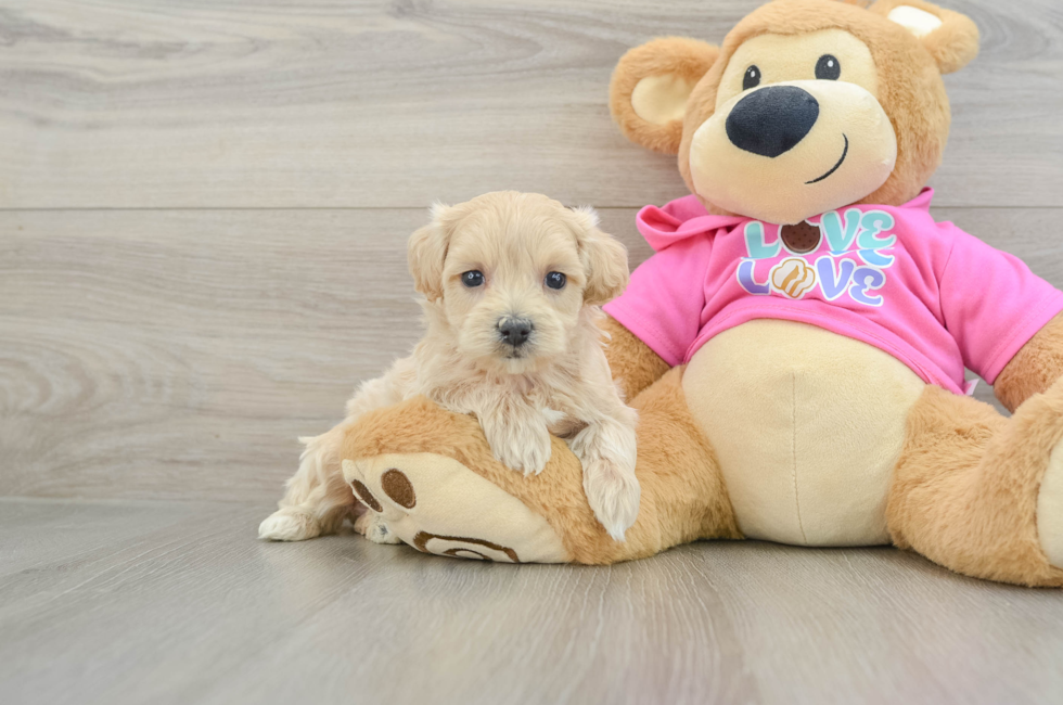 6 week old Maltipoo Puppy For Sale - Windy City Pups