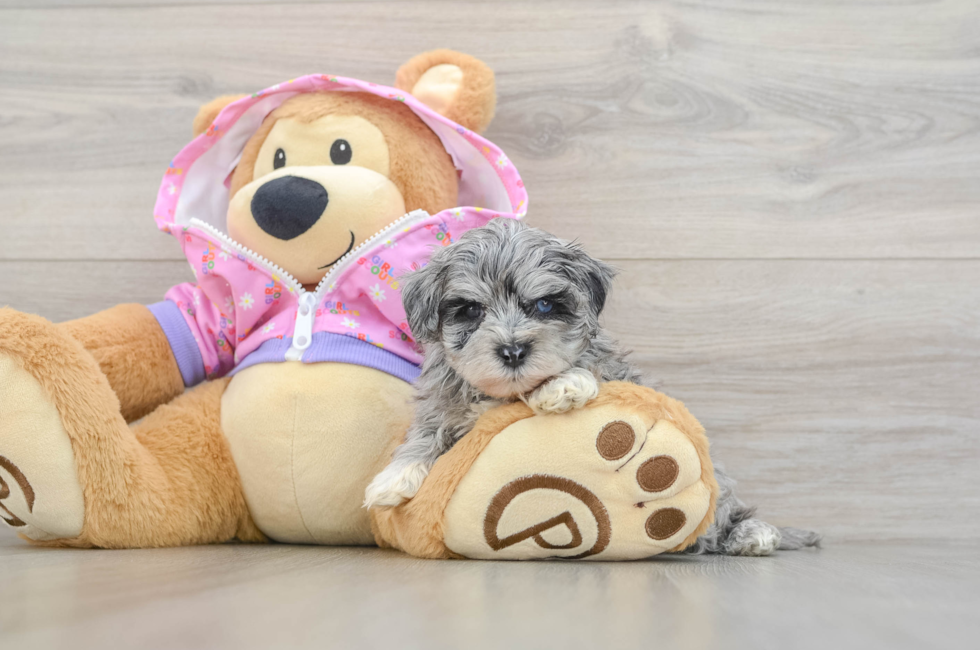6 week old Maltipoo Puppy For Sale - Windy City Pups