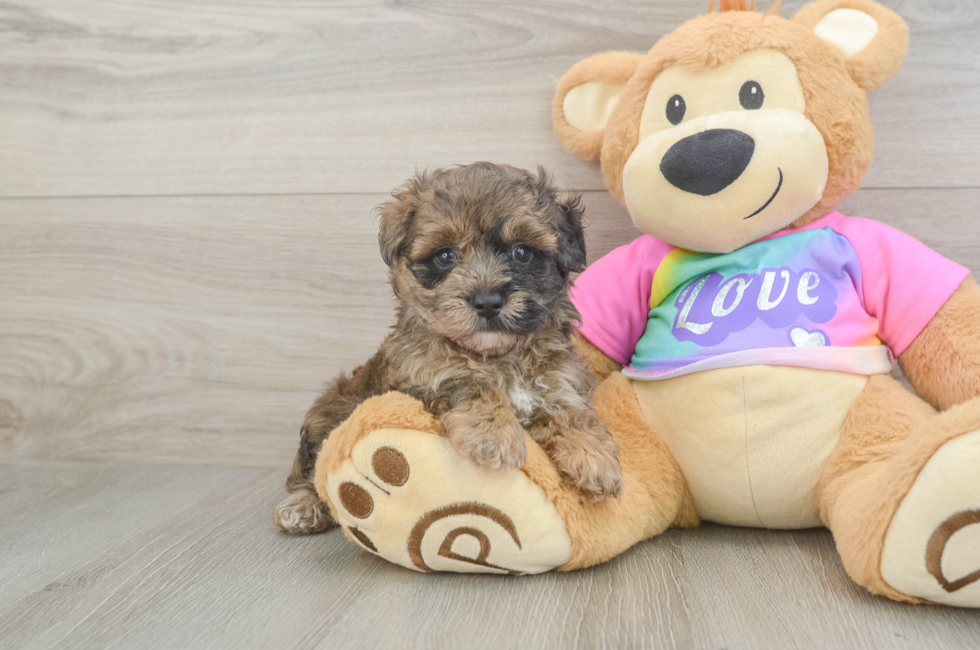 5 week old Maltipoo Puppy For Sale - Windy City Pups