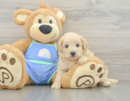 8 week old Maltipoo Puppy For Sale - Windy City Pups