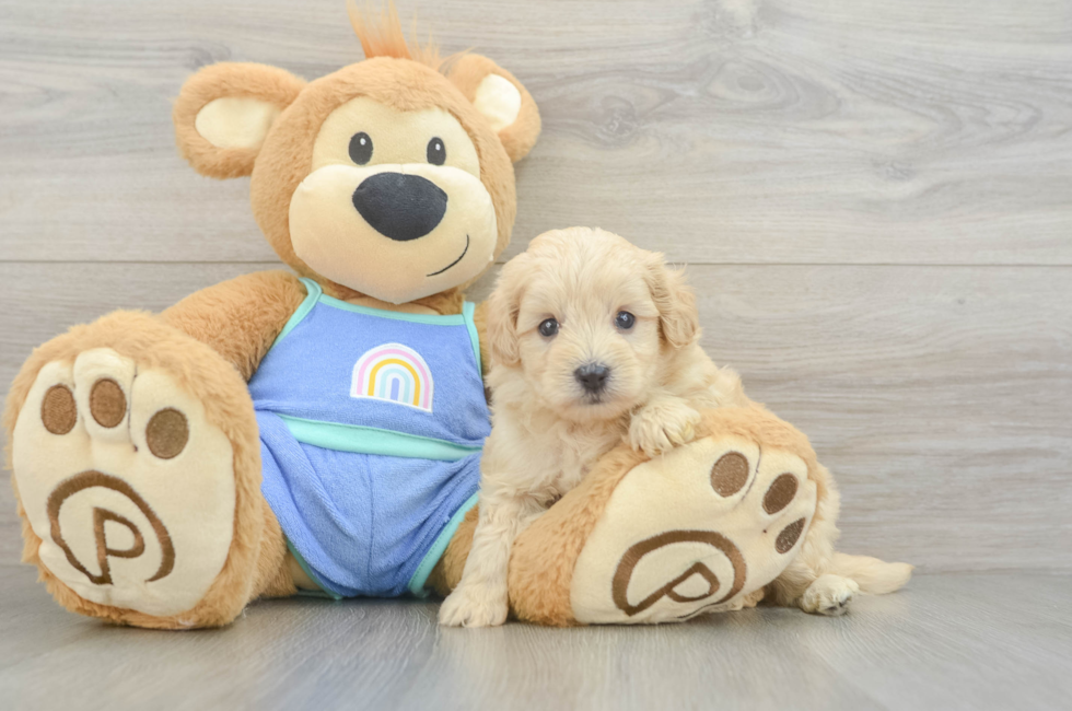 6 week old Maltipoo Puppy For Sale - Windy City Pups