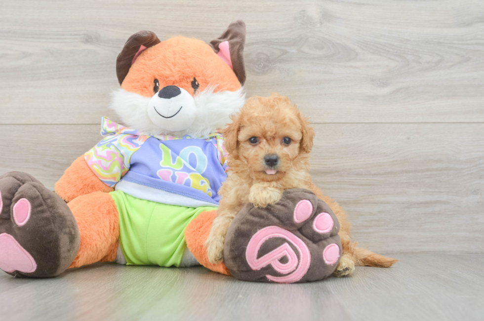 5 week old Maltipoo Puppy For Sale - Windy City Pups