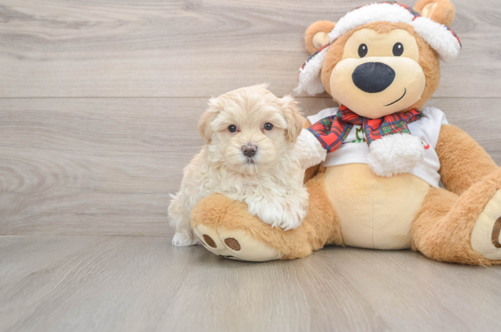 5 week old Maltipoo Puppy For Sale - Windy City Pups