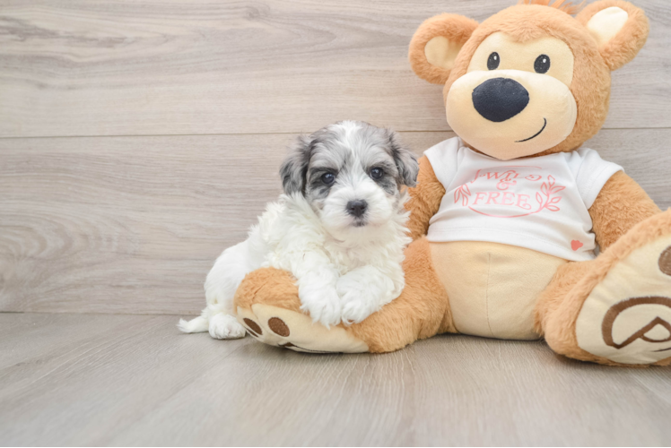 Maltipoo Pup Being Cute