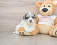 8 week old Maltipoo Puppy For Sale - Windy City Pups