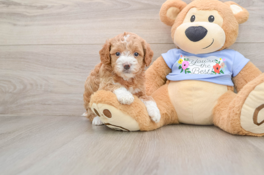 Best Maltipoo Baby