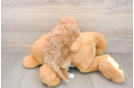 Friendly Maltipoo Baby