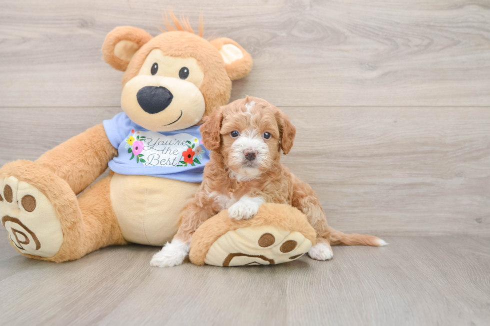 Adorable Moodle Poodle Mix Puppy