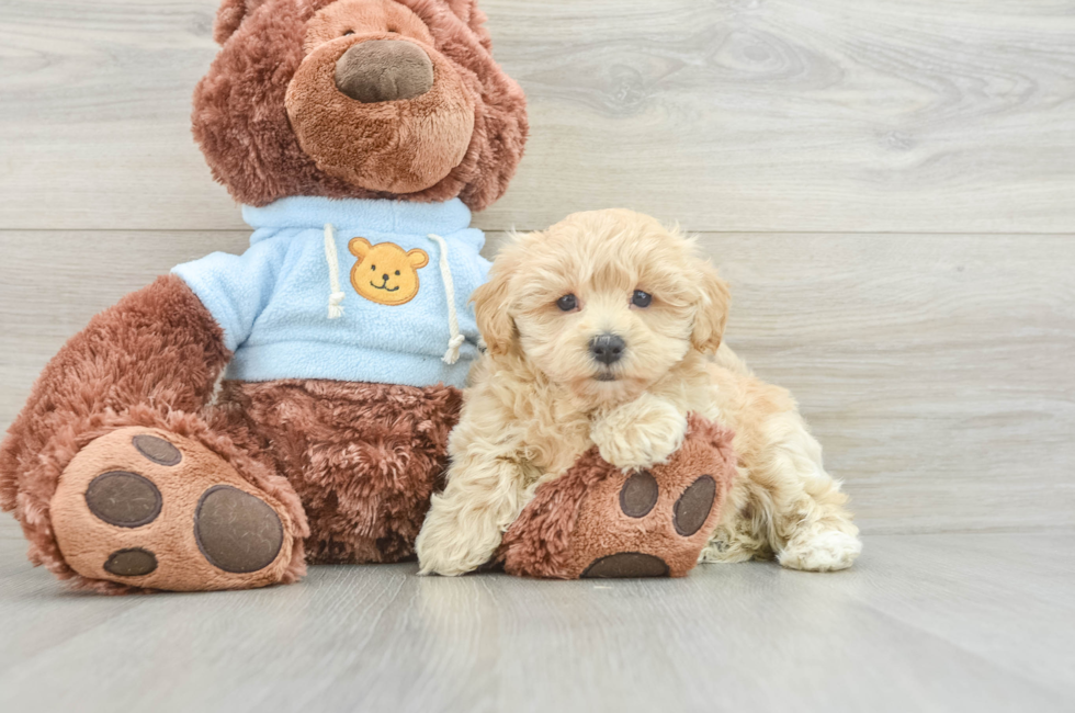 8 week old Maltipoo Puppy For Sale - Windy City Pups