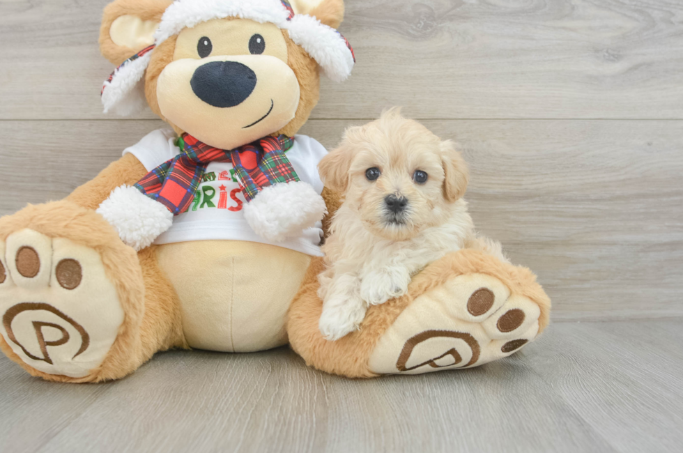 6 week old Maltipoo Puppy For Sale - Windy City Pups