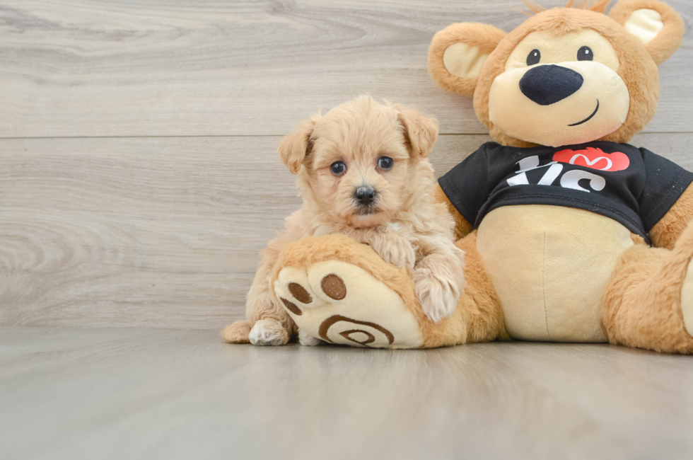 6 week old Maltipoo Puppy For Sale - Windy City Pups