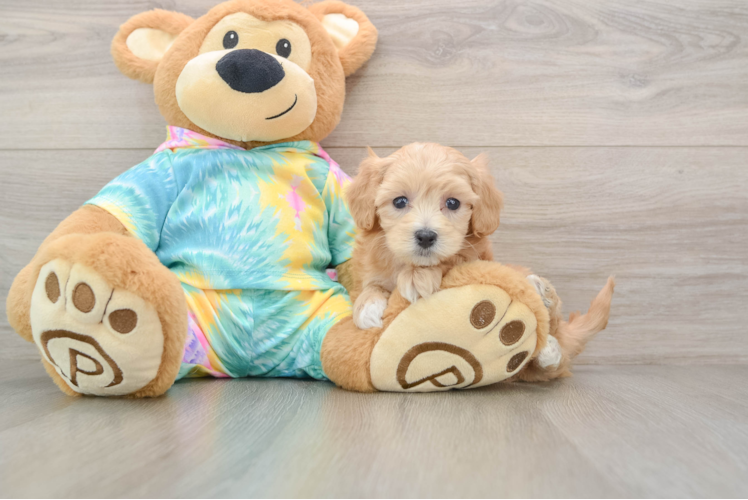 Sweet Maltipoo Baby