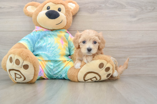 Sweet Maltipoo Baby